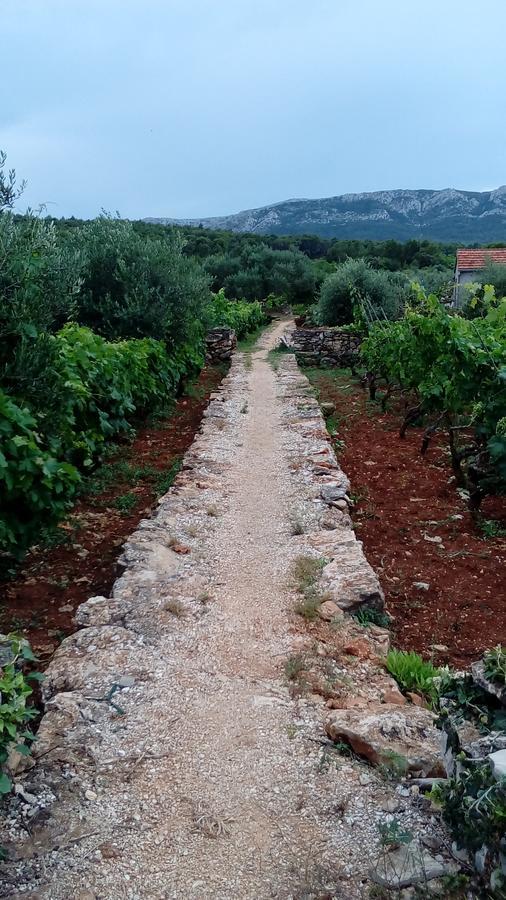 Guest House Roza Vrboska Εξωτερικό φωτογραφία