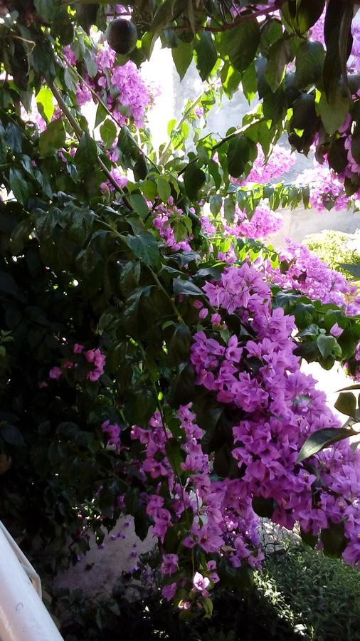 Guest House Roza Vrboska Εξωτερικό φωτογραφία